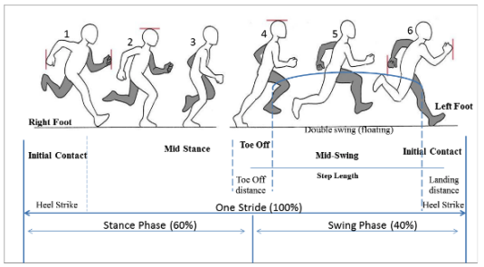 What Happens When You Run Breaking Down The Gait Cycle With Biomechanics What Happens When You Run Breaking Down The Gait Cycle With Biomechanics