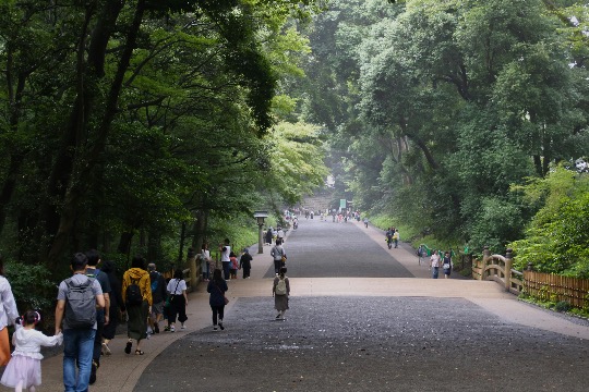 People walking under the trees in a wide path inside Meiji Shrine, Tokyo