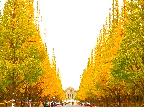 Golden ginkgo tree avenue at Meiji Jingu Gaien in Tokyo during peak autumn.
