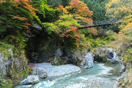 Autumn leaves along Hatonosu Valley in Okutama with turquoise river and suspension bridge.