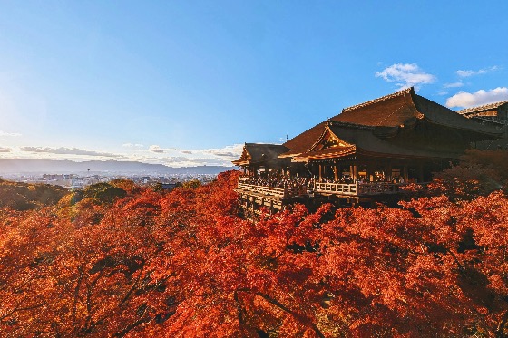 Autumn leaves surrounding Kiyomizu-dera Temple in Kyoto under a clear blue sky.