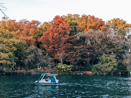 View of colorful autumn trees surrounding a peaceful lake with a paddle boat in Japan under clear blue skies.