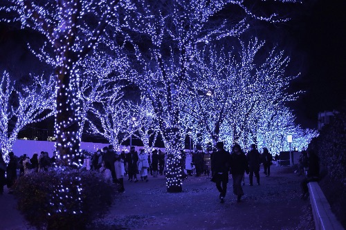 Visitors strolling under rows of blue-lit trees at a winter illumination event in Japan.