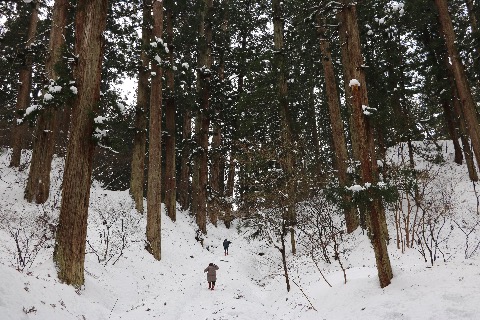 A narrow snow-covered path ascending through a cedar forest on Mount Haguro, with tall trees lining both sides.