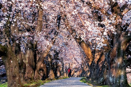 Person walking along a path lined with cherry blossom trees as petals fall, creating a tunnel of sakura in spring.