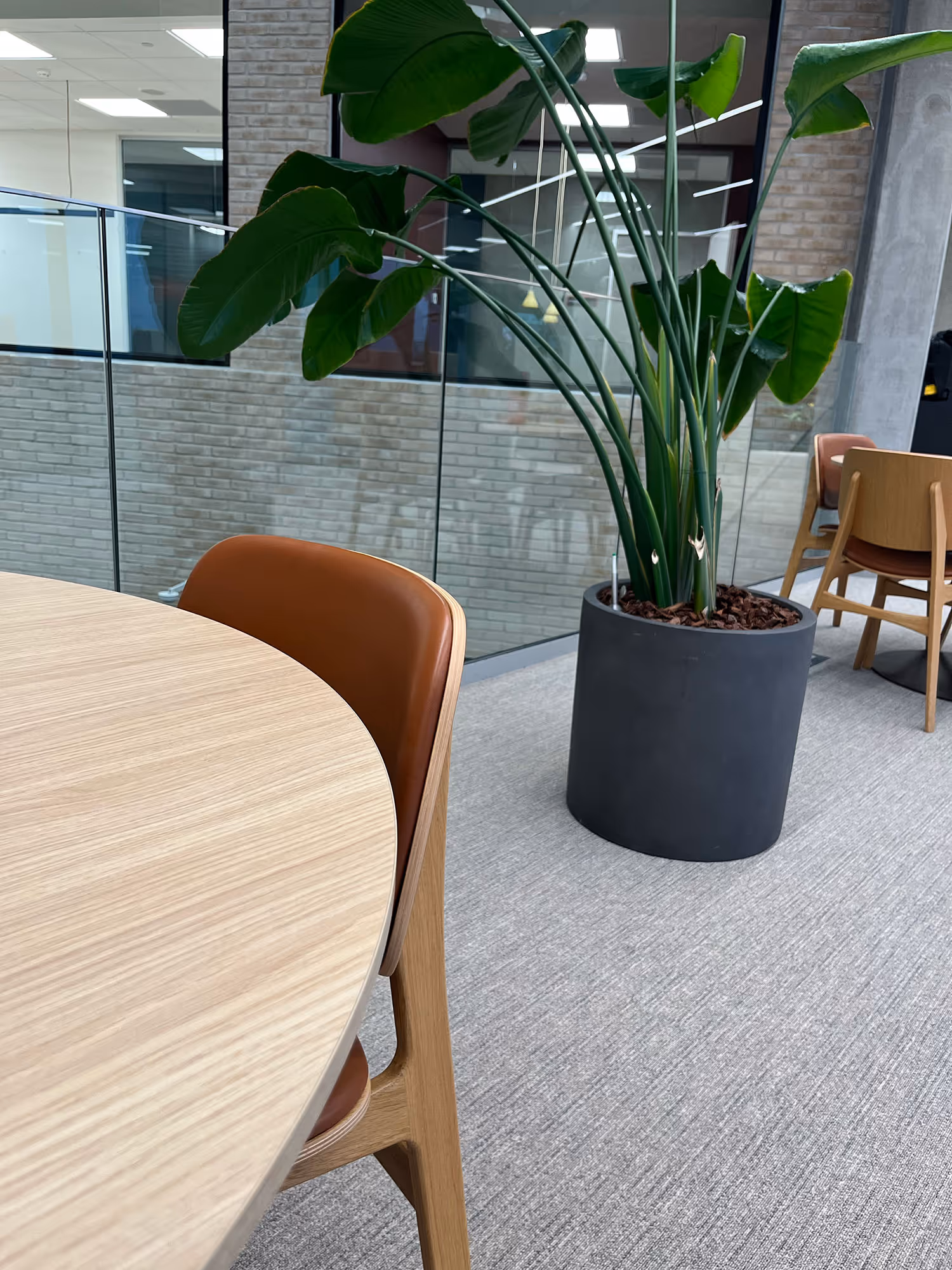 Tæpperens: rens og vedligeholdelse 