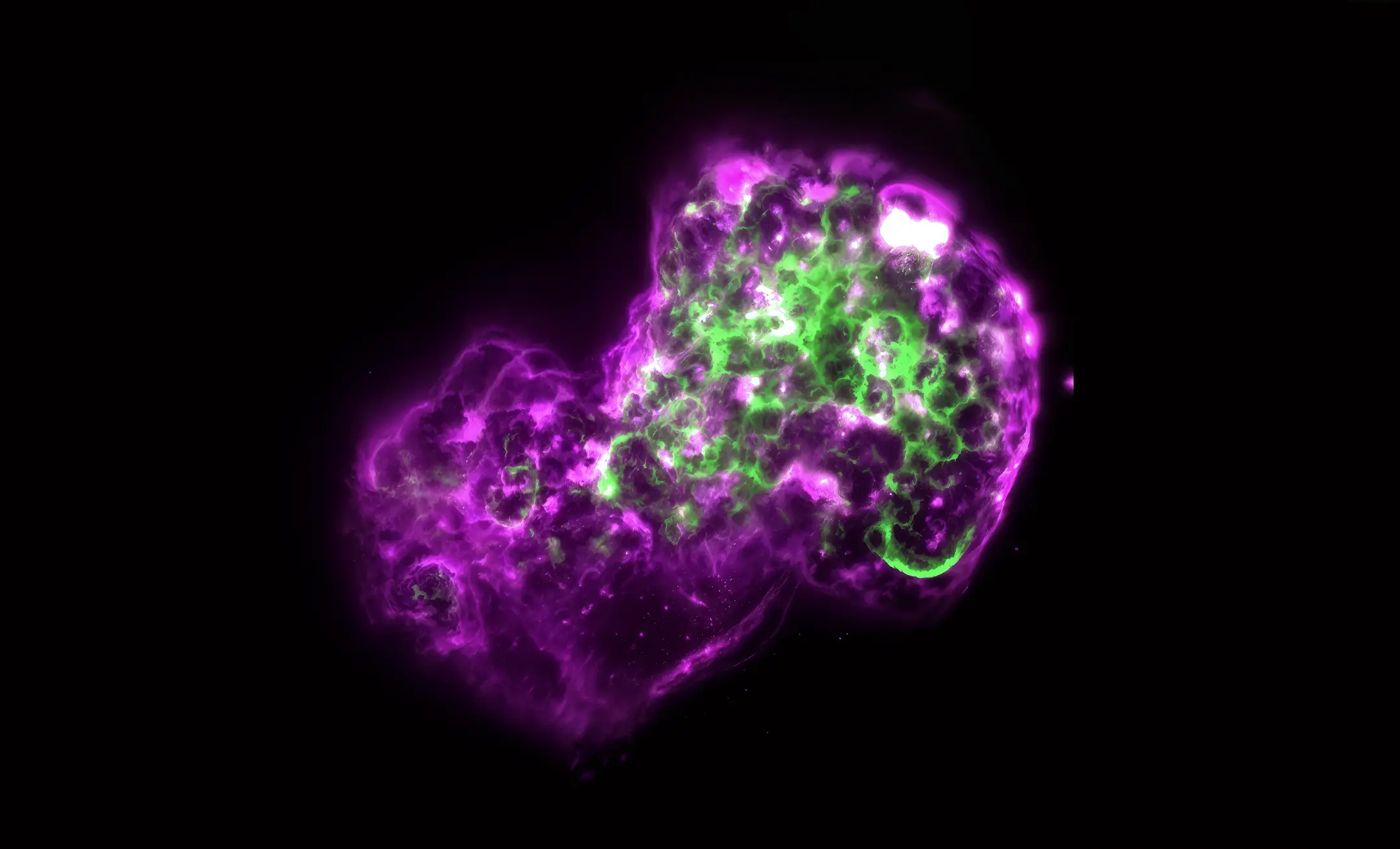 Fluorescence microscopy of a microtissue stained magenta and green