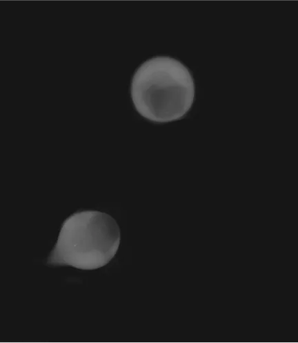 Two faint microtissue spheroids on a black background