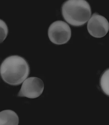 Faint microtissue spheroids on a black background