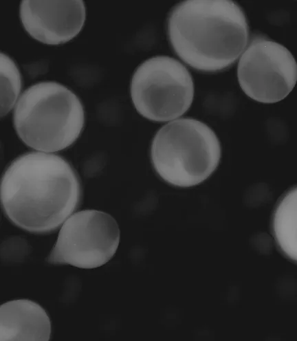 Faint microtissue spheroids on a black background