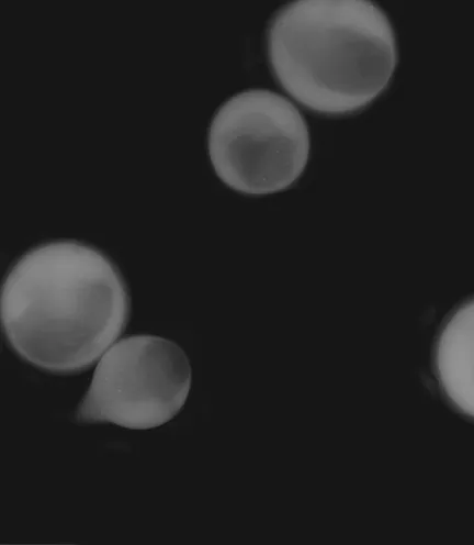 Several faint microtissue spheroids on a black background