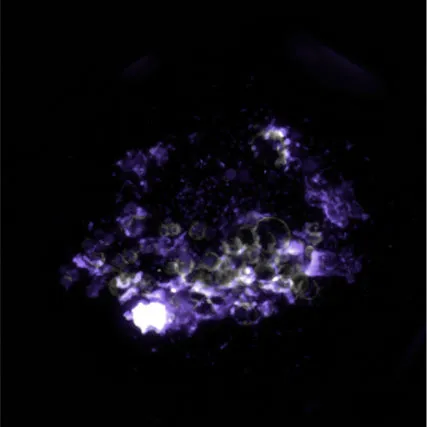 Fluorescence microscopy of a microtissue cluster stained purple on a black background