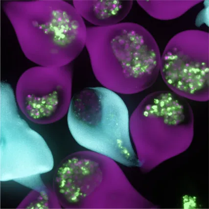 Microtissue spheroids stained magenta and cyan with green fluorescent puncta