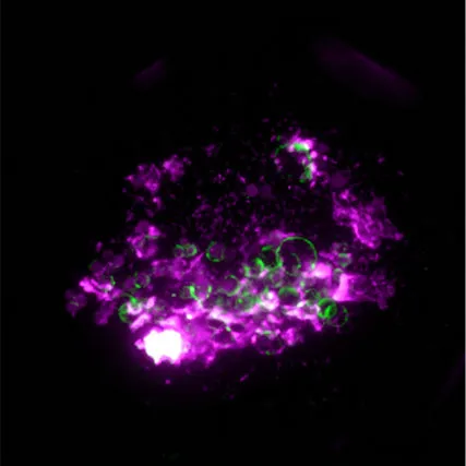 Fluorescence microscopy of a microtissue with cells stained magenta and green