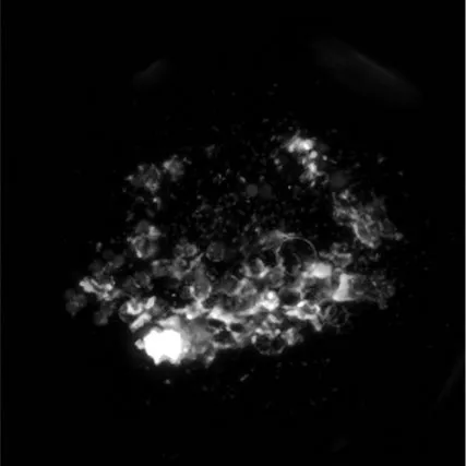 Fluorescence microscopy of a microtissue cluster glowing white on a black background