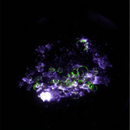 Fluorescence microscopy of a microtissue with cells stained purple and green