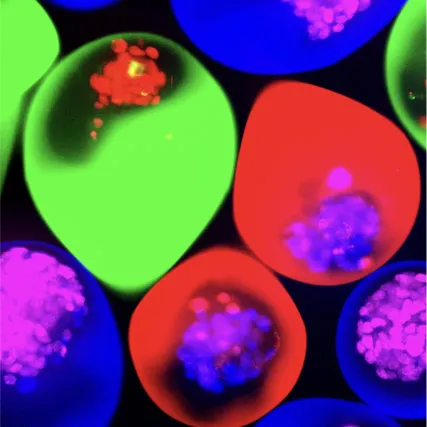 Microtissues in green, red and blue colour-coded droplets with fluorescent cell clusters