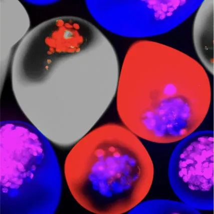 Microtissues in red and blue droplets with fluorescently labelled cell clusters