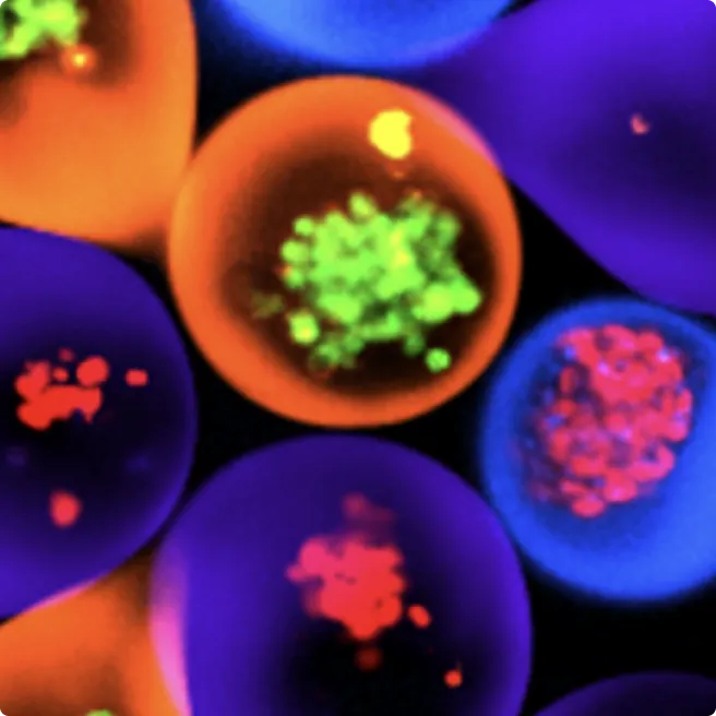 Microtissues encapsulated in colour-coded droplets with green and red fluorescently labelled cell clusters