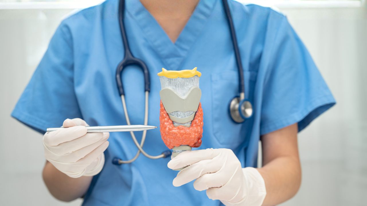 a clinician holding and pointing to a model of the human thyroid gland.