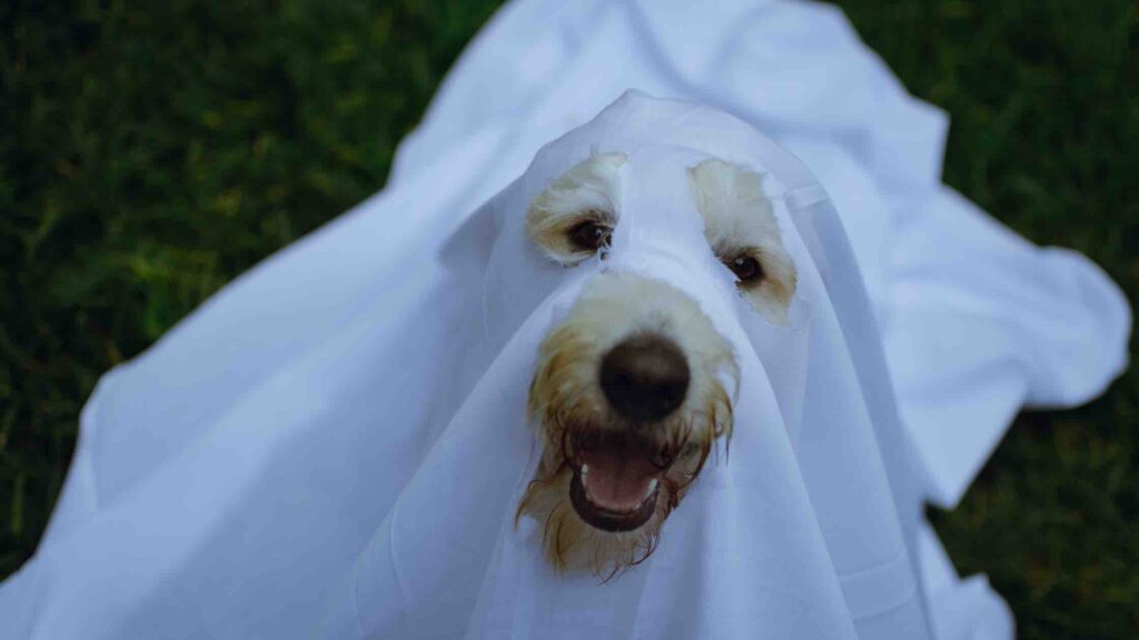 ghost dog