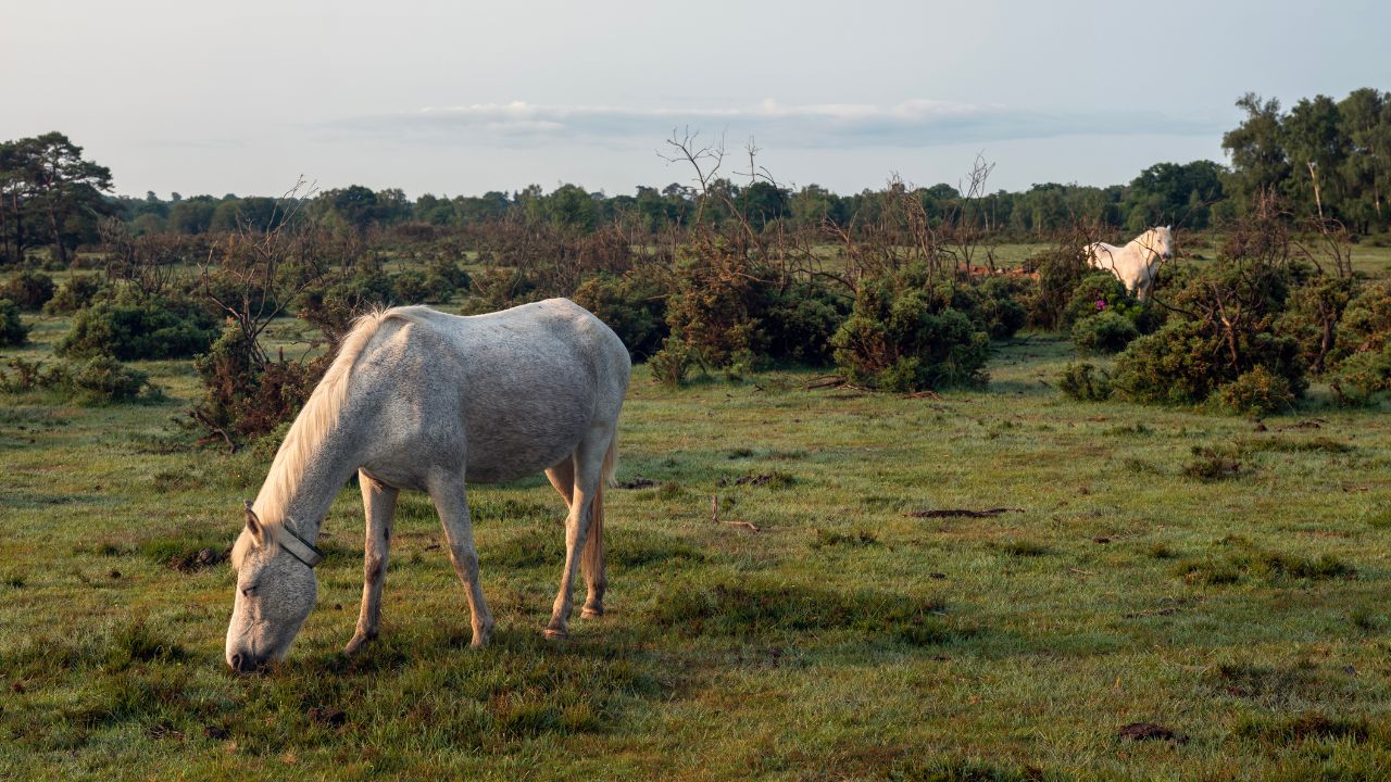 White horse grazing in a grassy field with another horse in the background