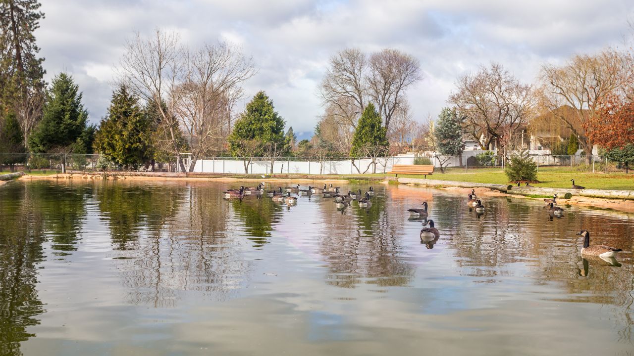 Canadian geese in the pond, Grants Pass, Oregon