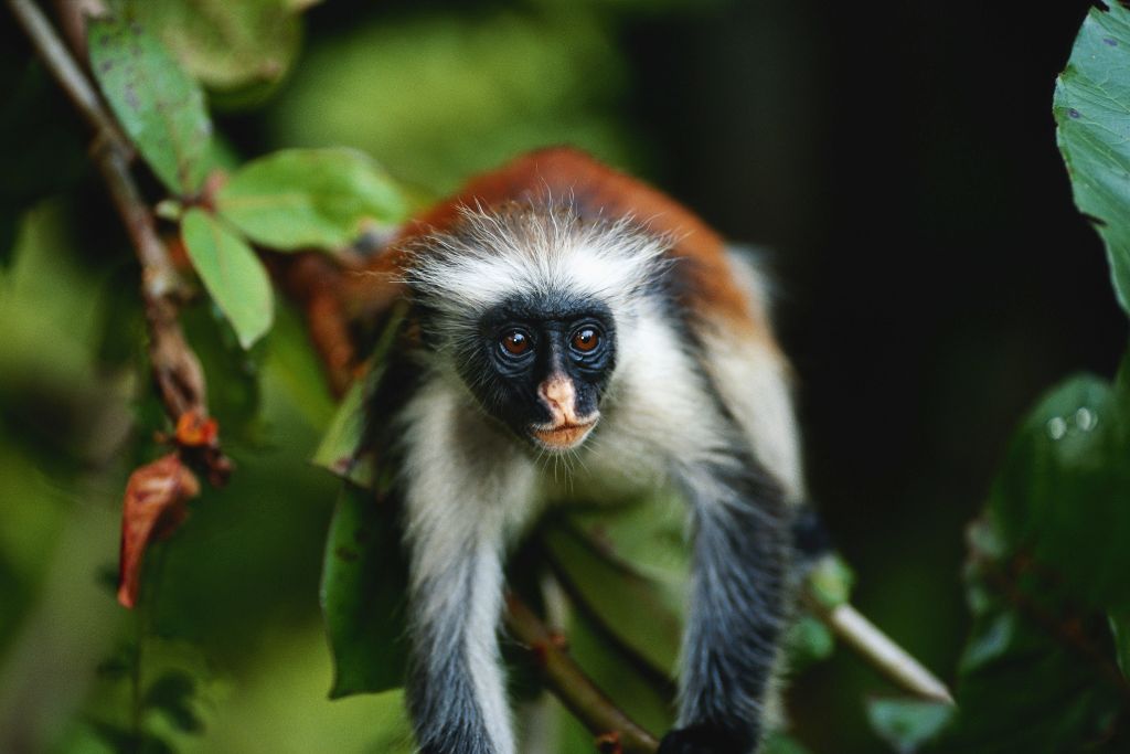 Jozani forest colobus monkeys
