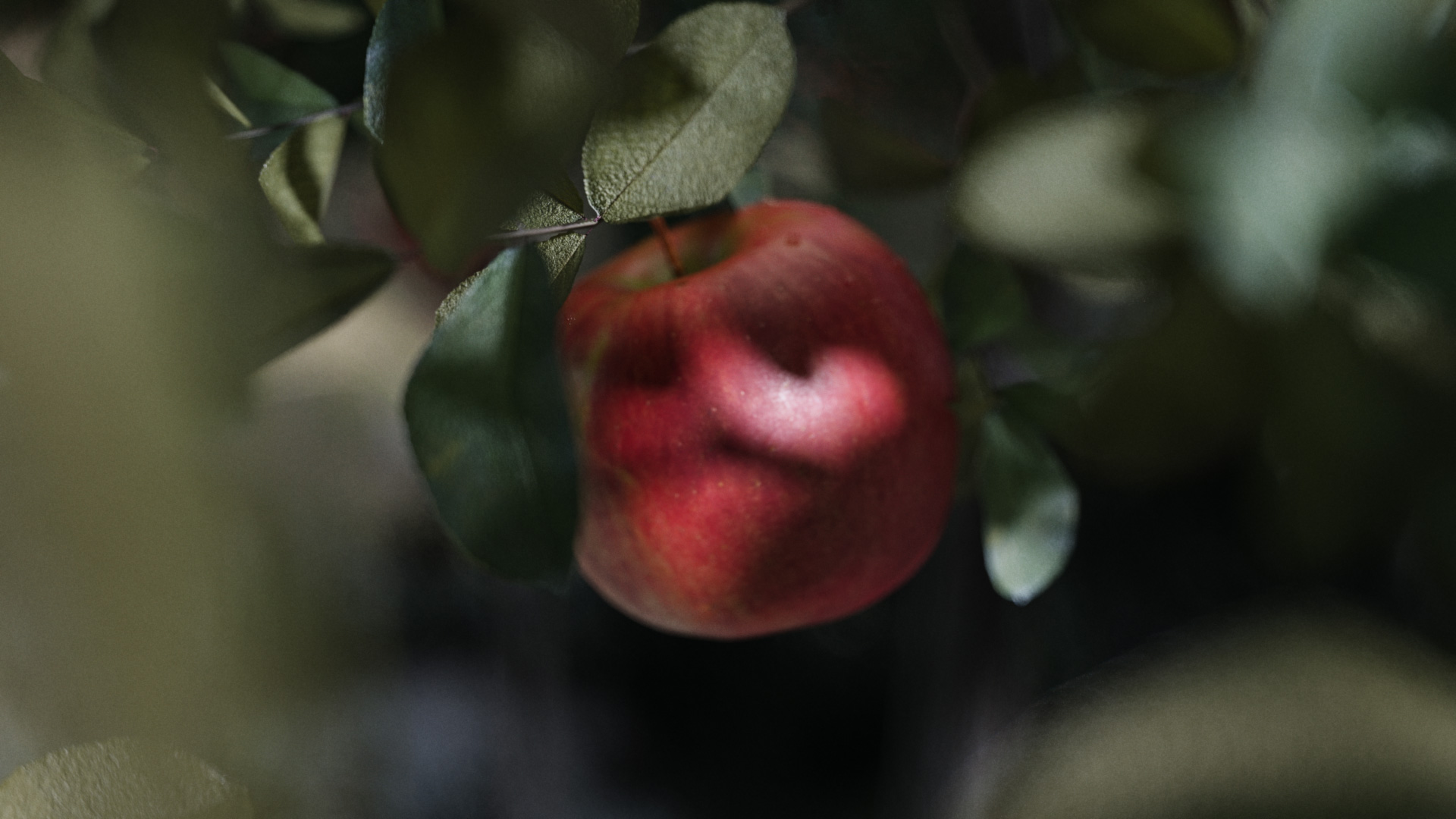 compare:applegarden:before