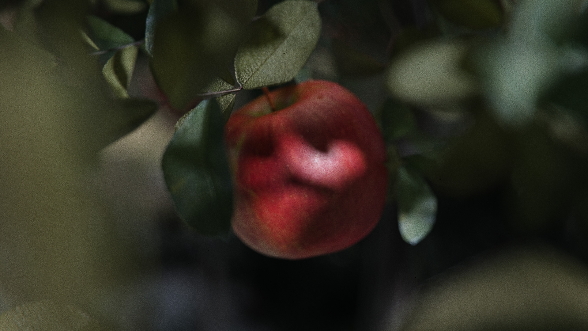 compare:applegarden:after