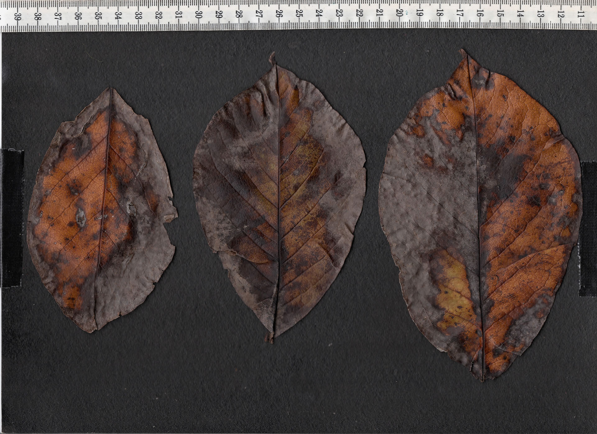 compare:leaves01:before