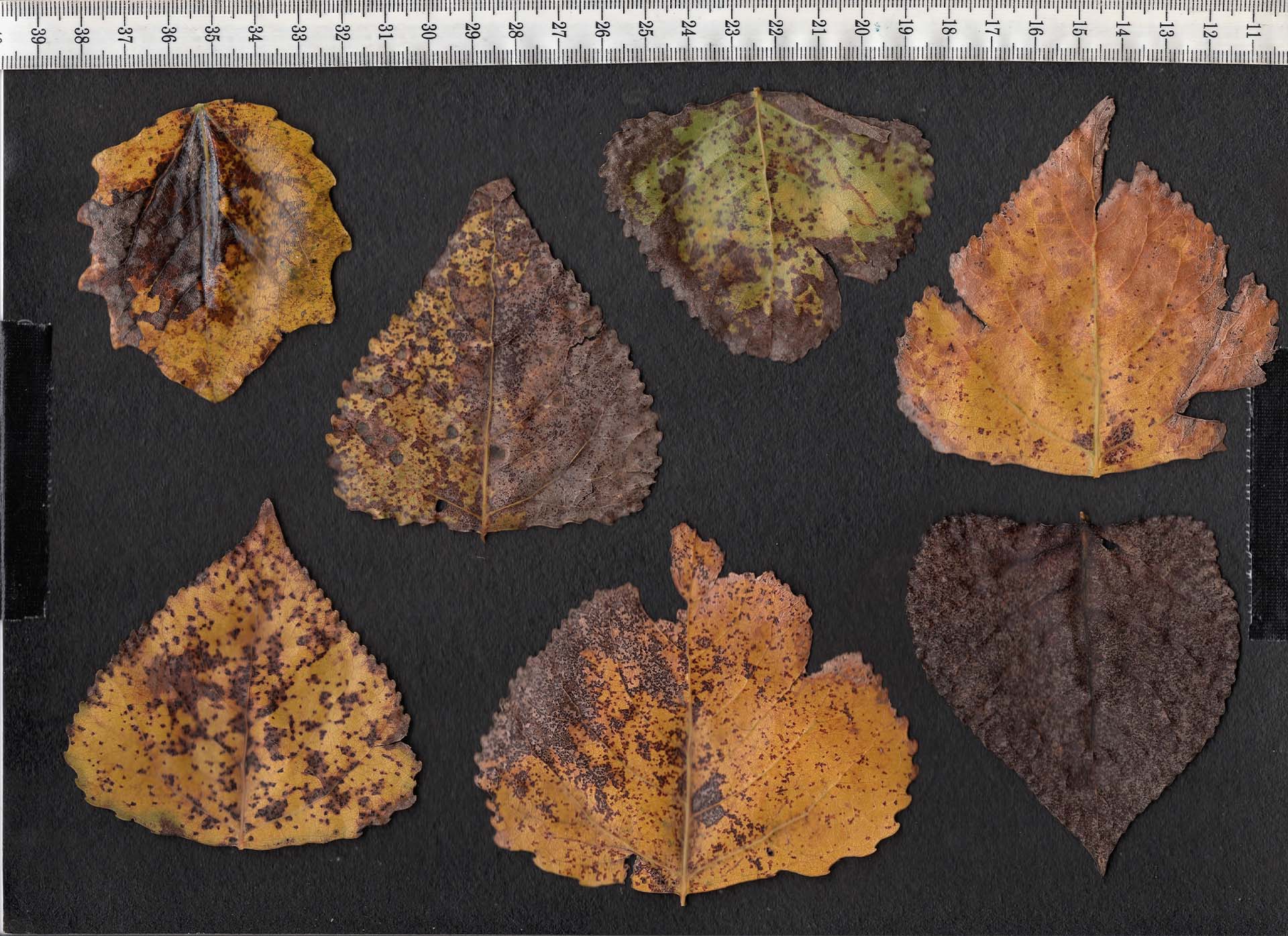 compare:leaves02:before