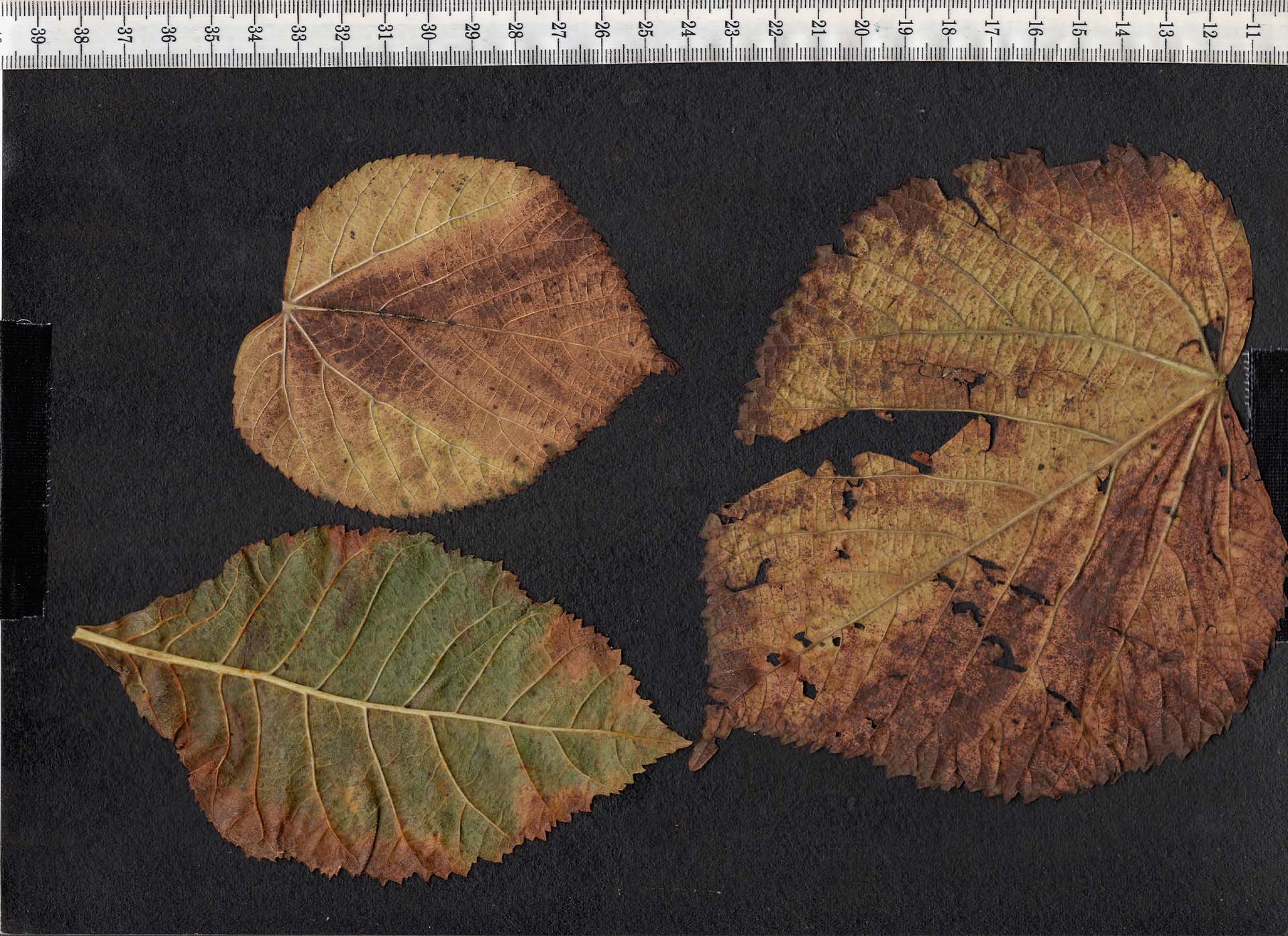 compare:leaves03:before