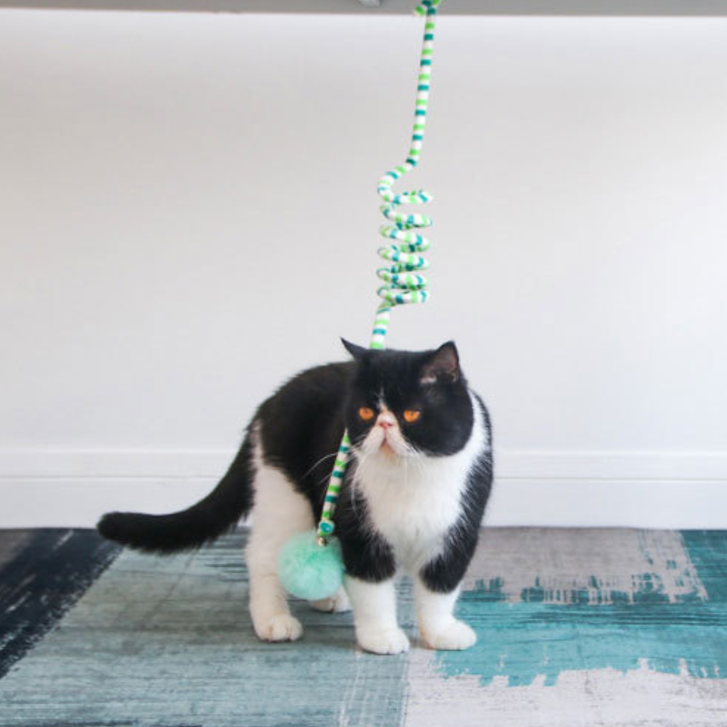 Suspended spring cat toy