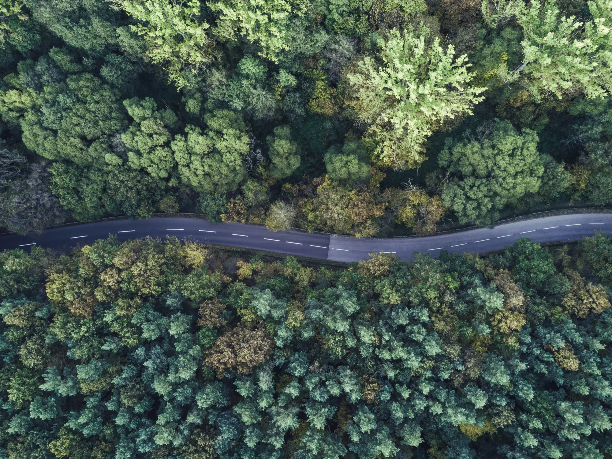 An aerial view of a road in the middle of a forest.