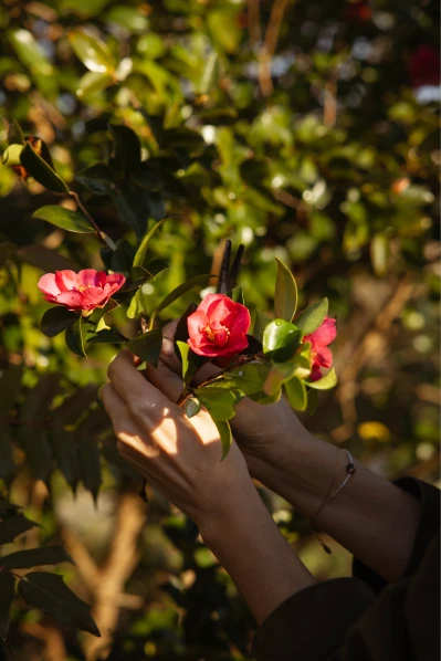 Mains cueillant des fleurs roses sur une branche verte en plein soleil.