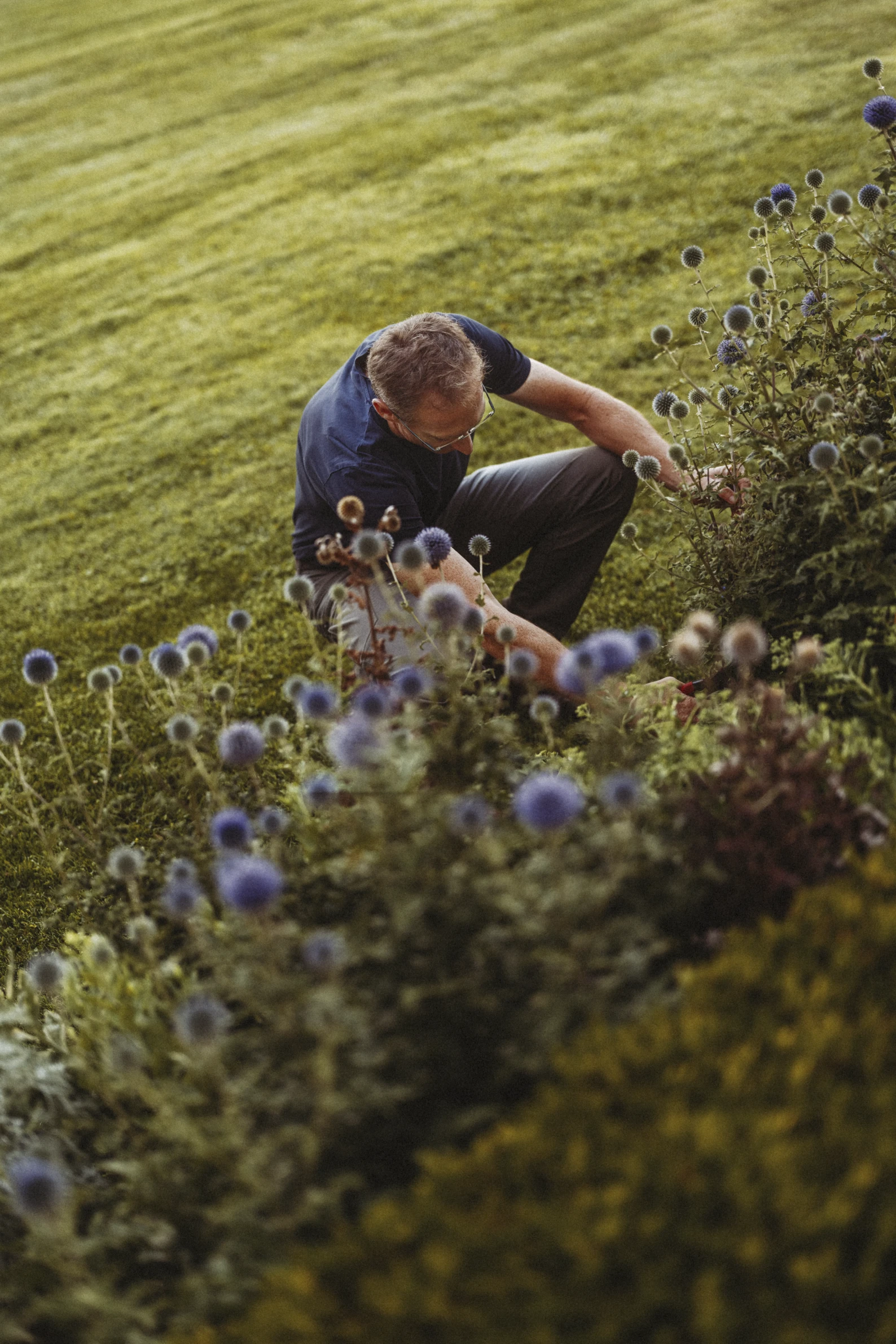 Homme accroupi jardinant parmi des plantes avec des fleurs rondes violettes dans un champ herbeux.