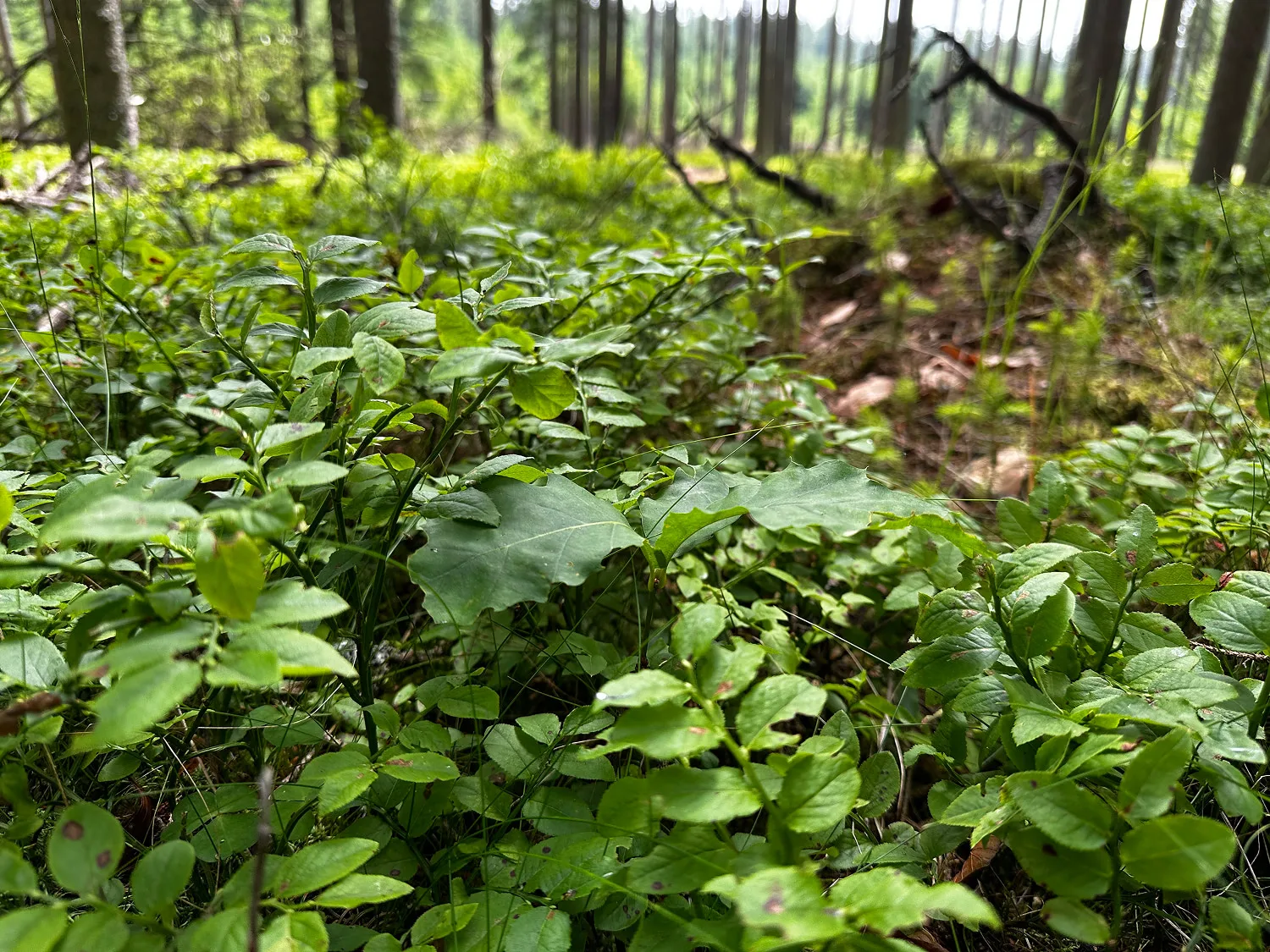 An image of a Nature Reserve ground