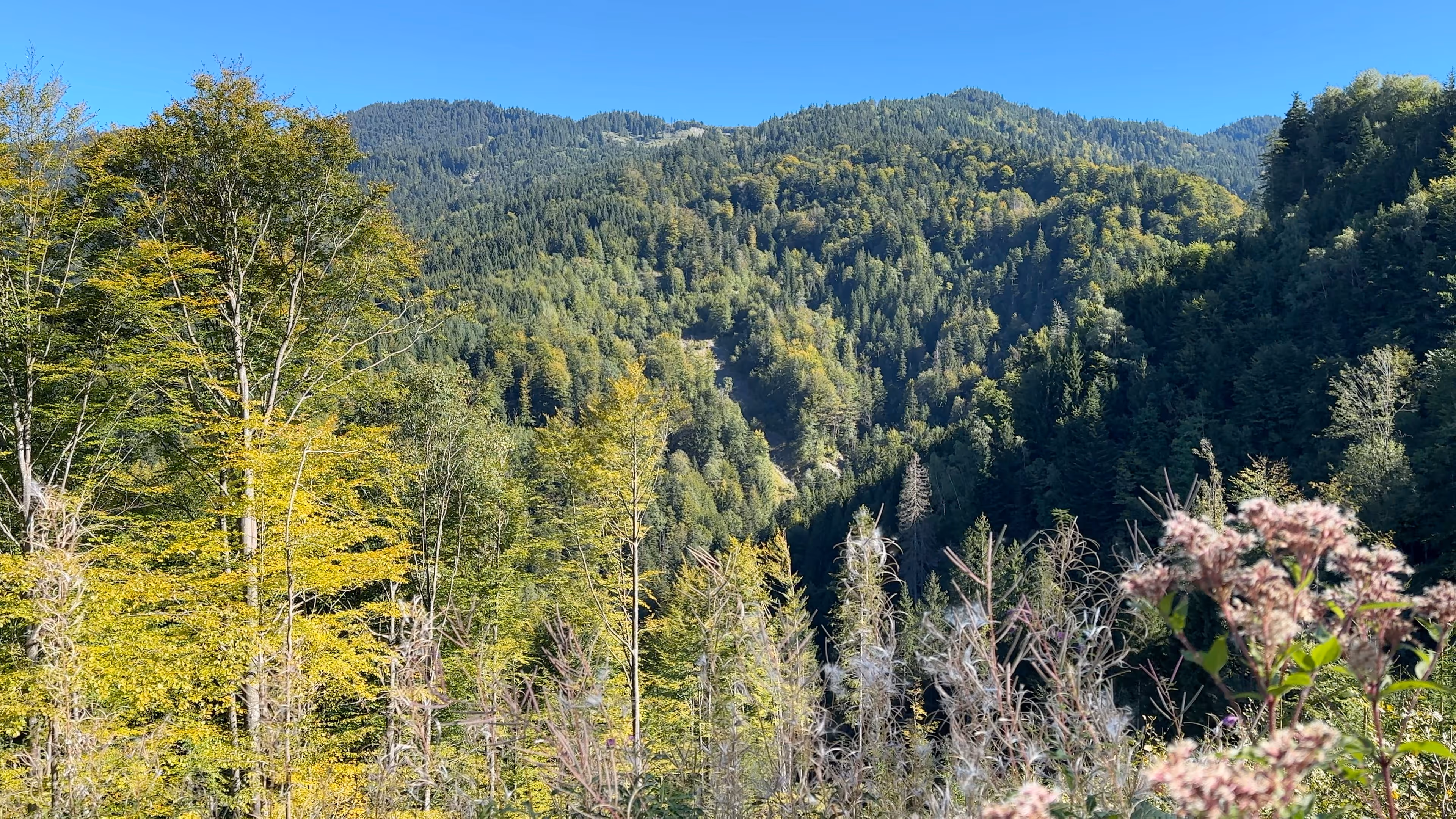 An image of the forest in the project "Dornbirn"