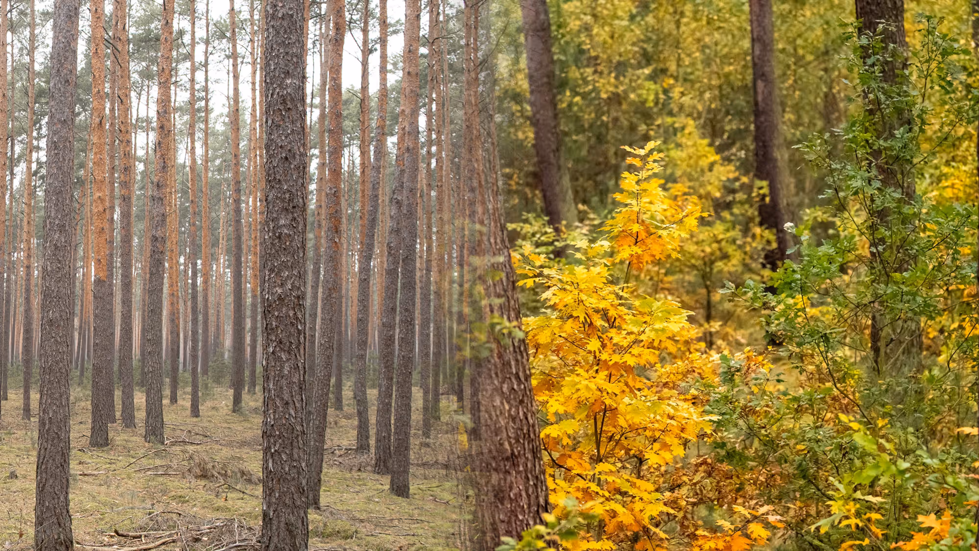 Monoculture to Mixed Forest