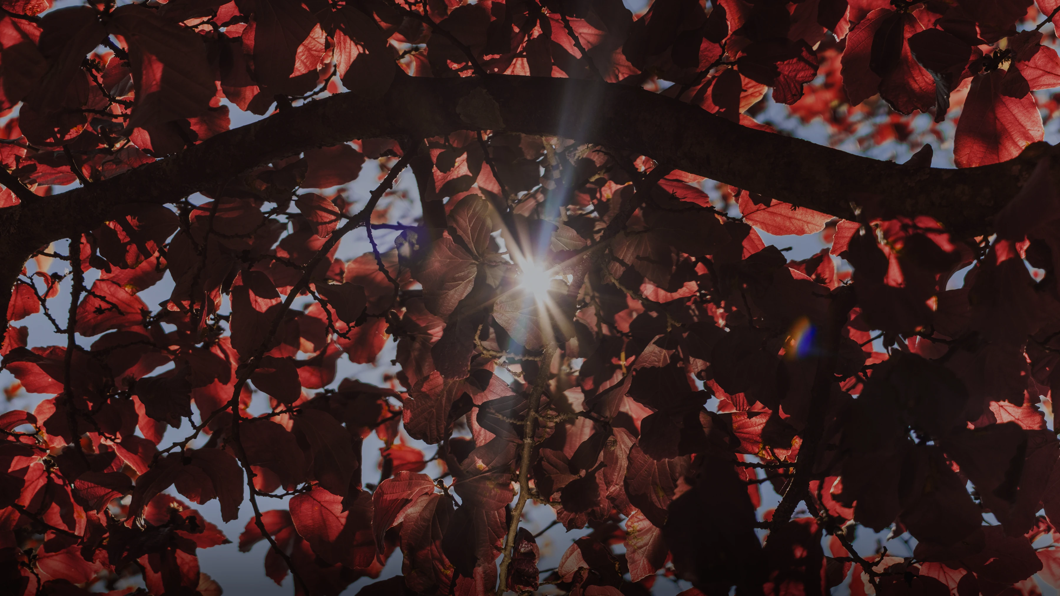 2015, La terre en son totem