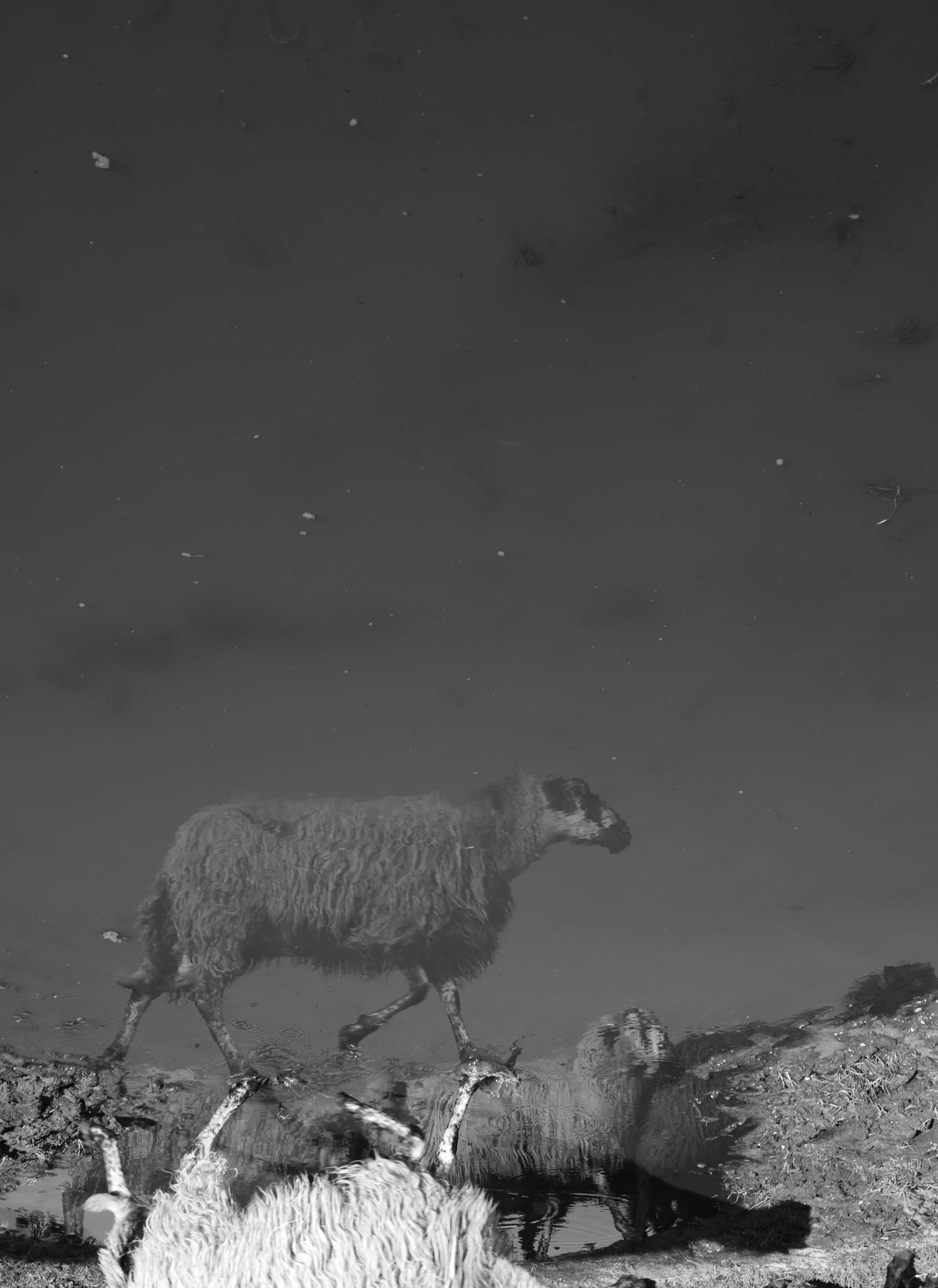 Alexandra Catiere, Nature's imprint