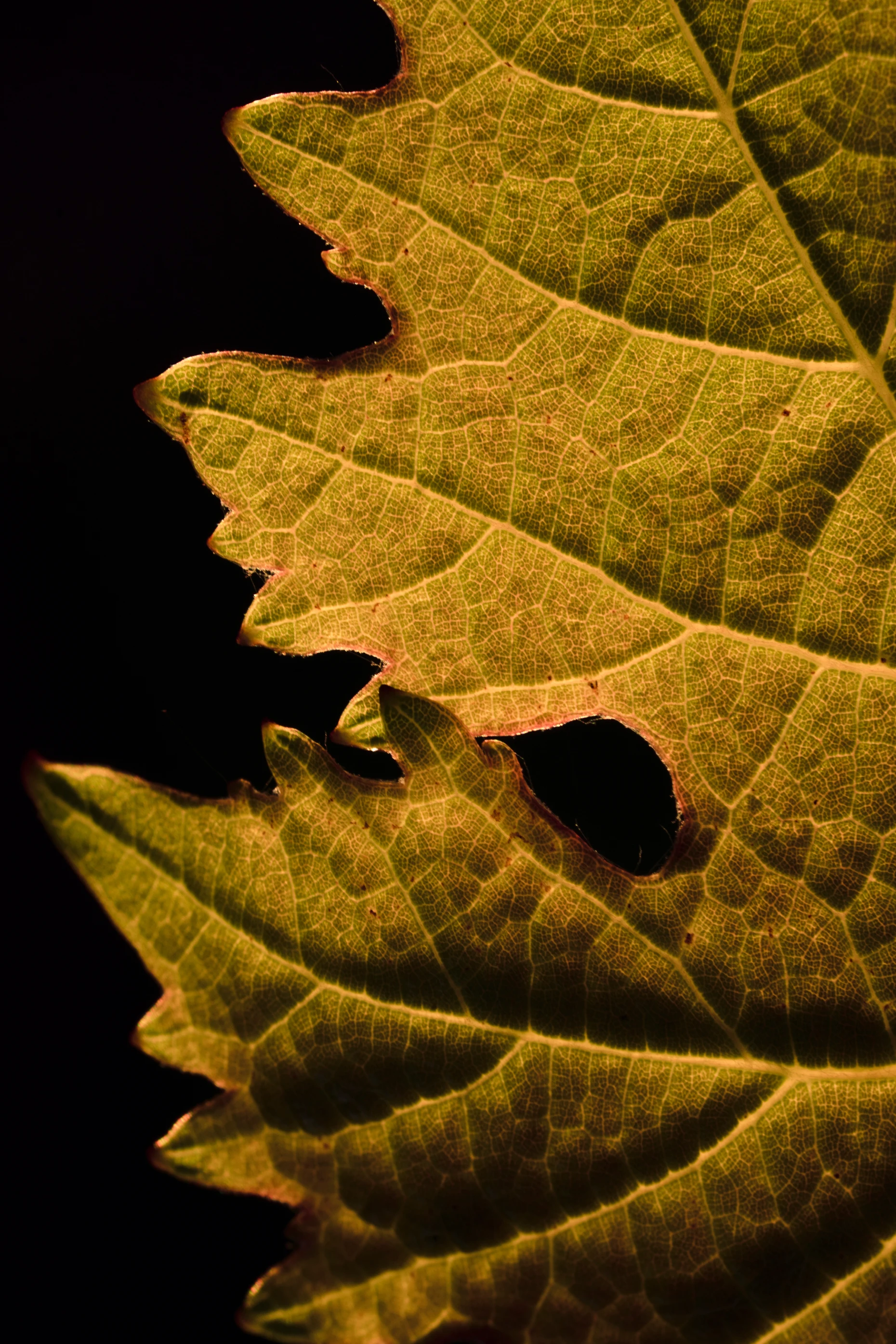 Feuille de vigne dorée photographiée en gros plan