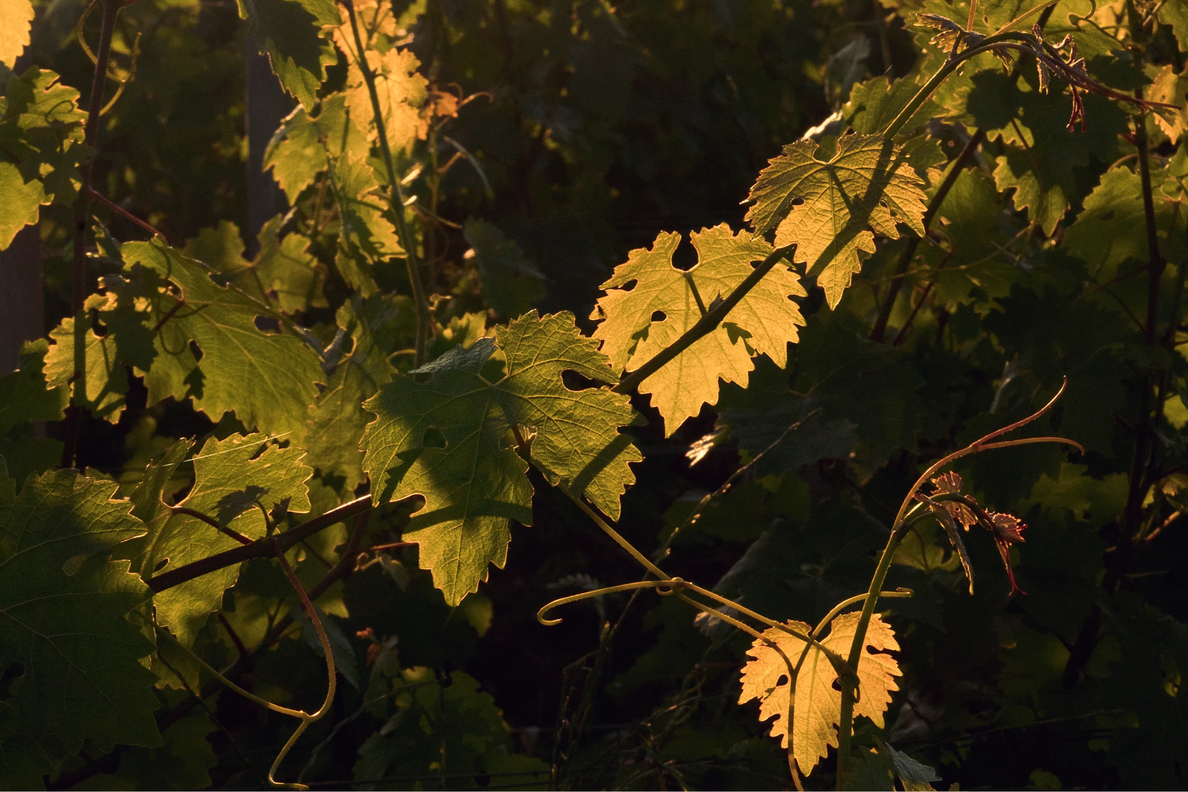 Feuilles de vigne éclairées par la lumière dorée du soleil