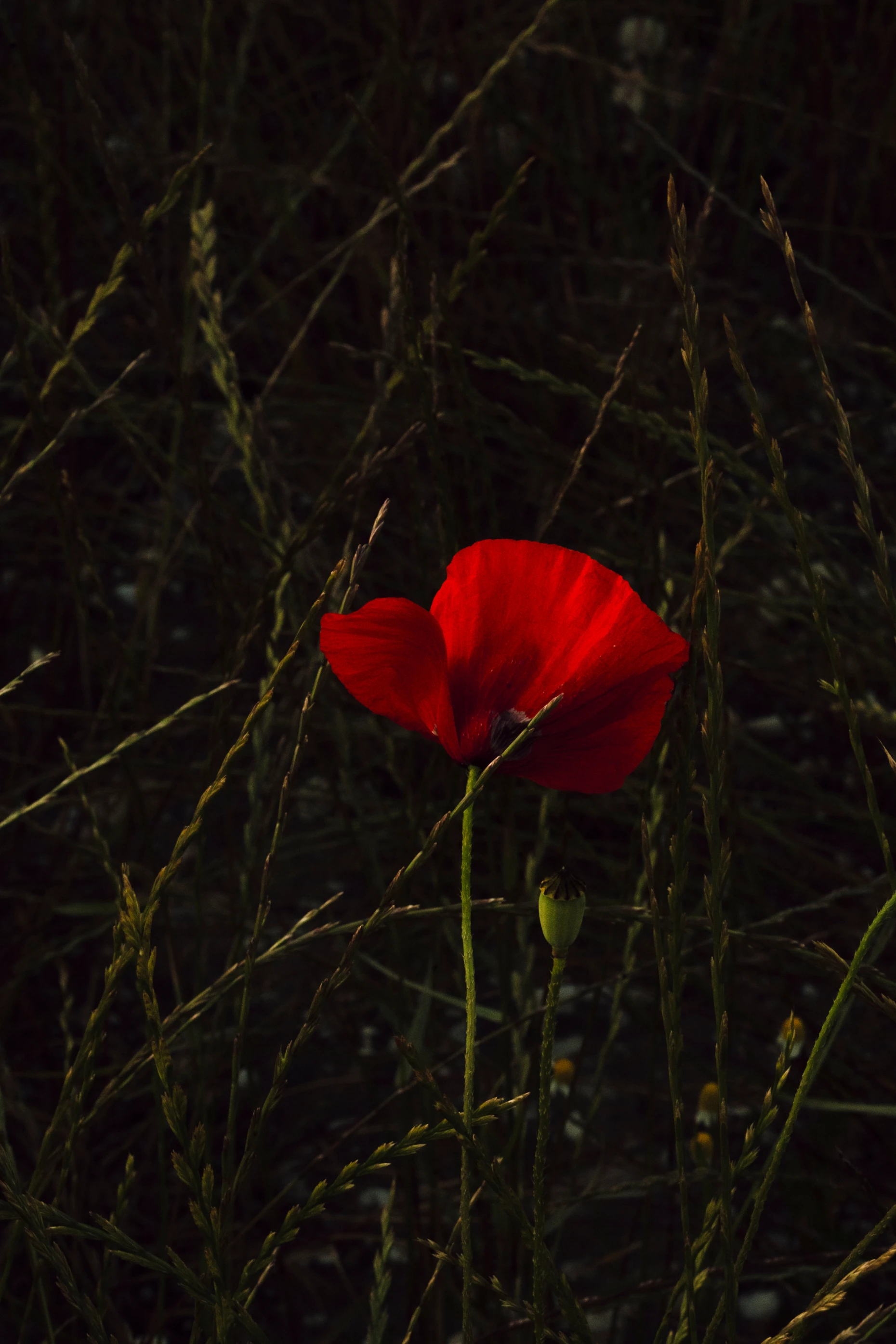 Coquelicot rouge au milieu des herbes du vignoble