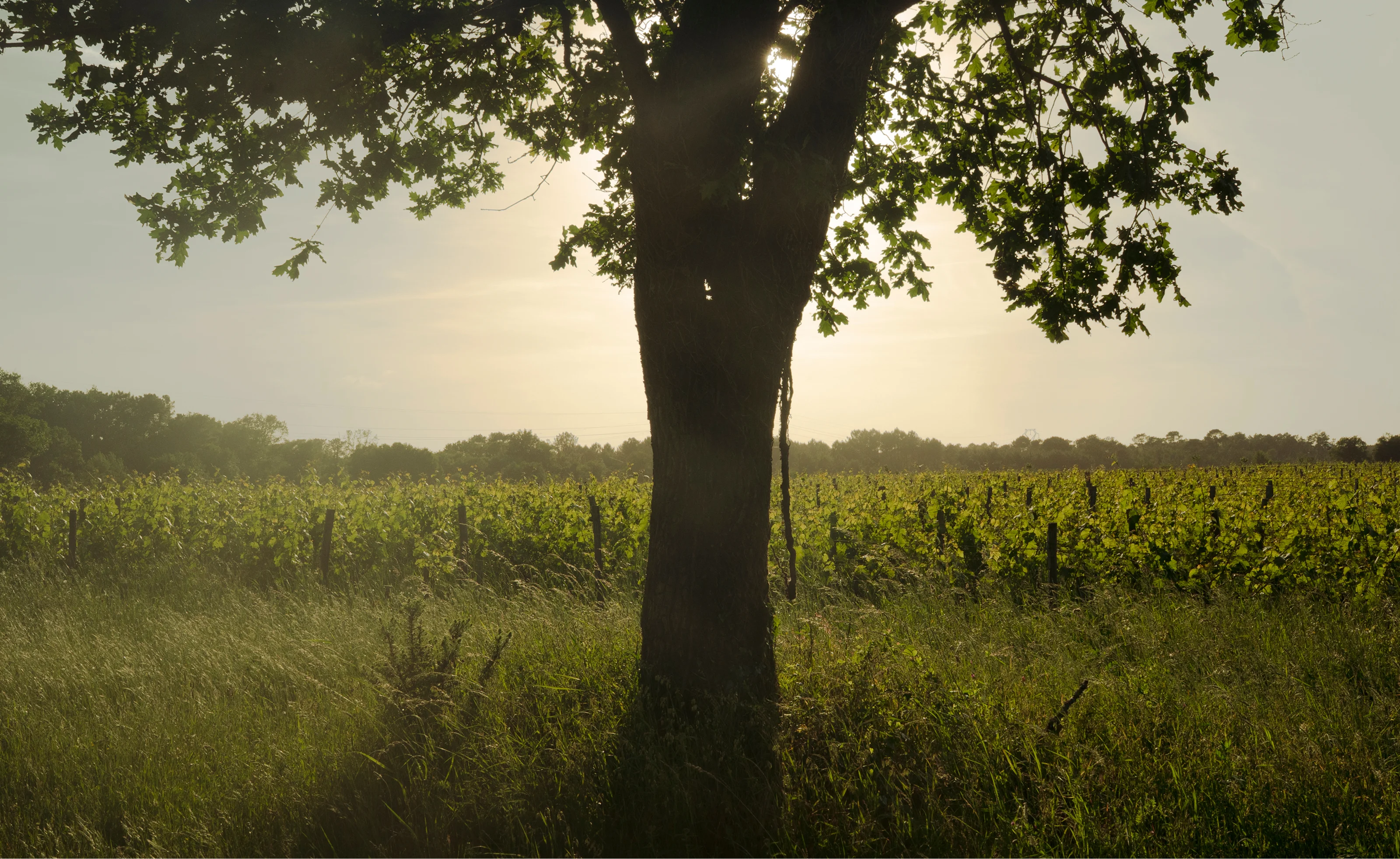 Arbre au soleil couchant dans le vignoble de Château Palmer
