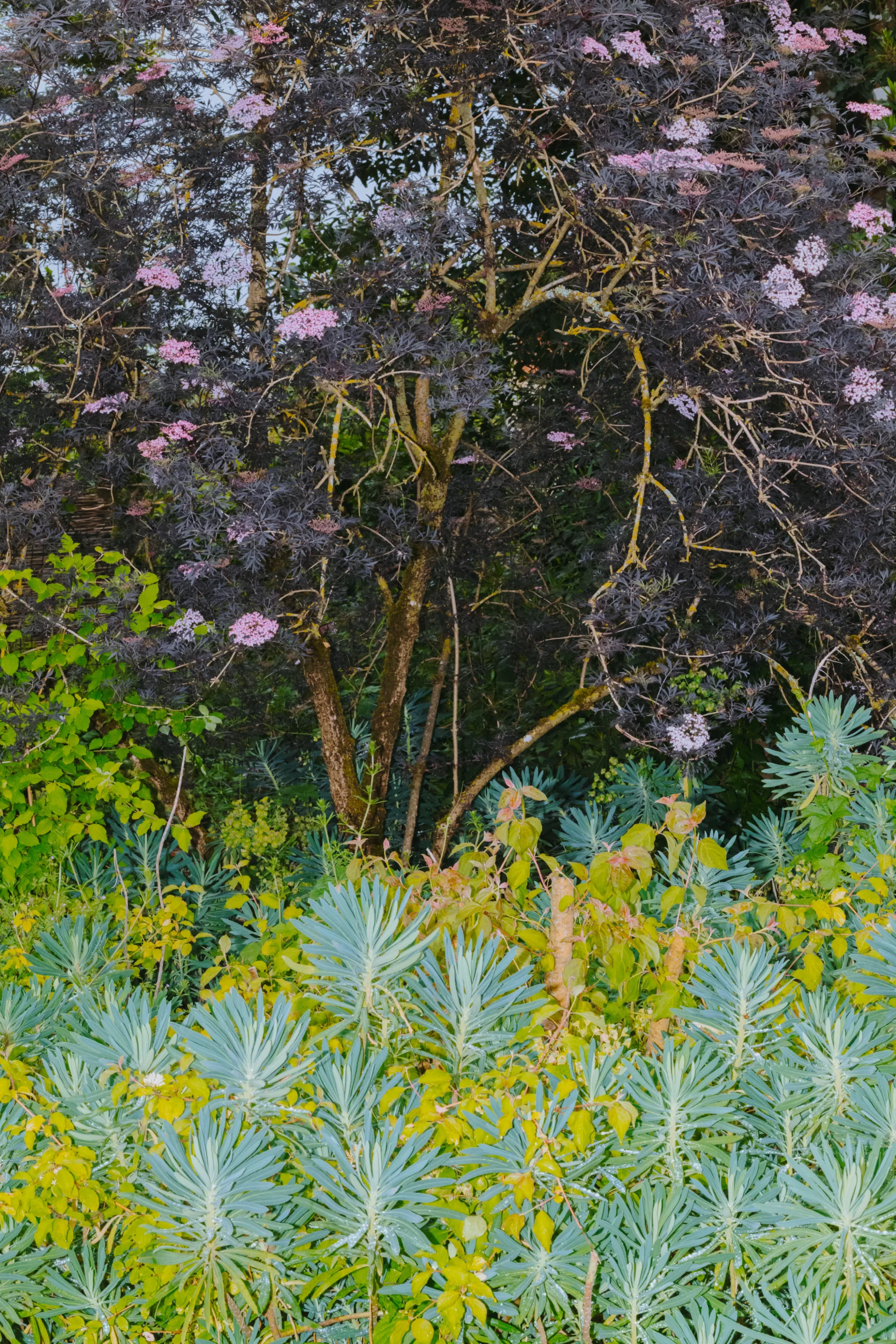 Un arbre aux fleurs roses entouré d’une végétation luxuriante dans les jardins du Château Palmer.
