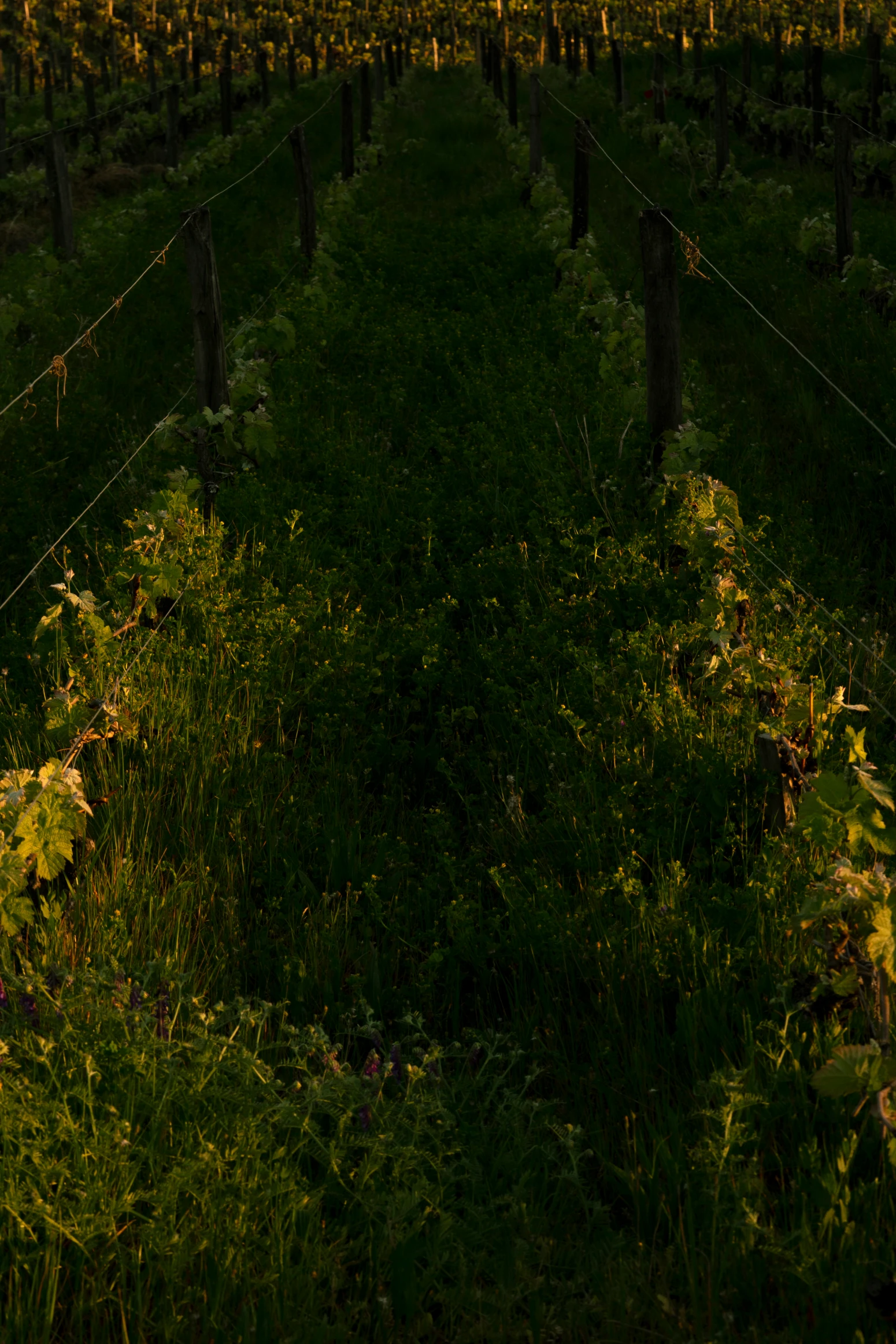 Des couverts végétaux poussent entre les rangs de vigne de Château Palmer dans la lumière du soir.