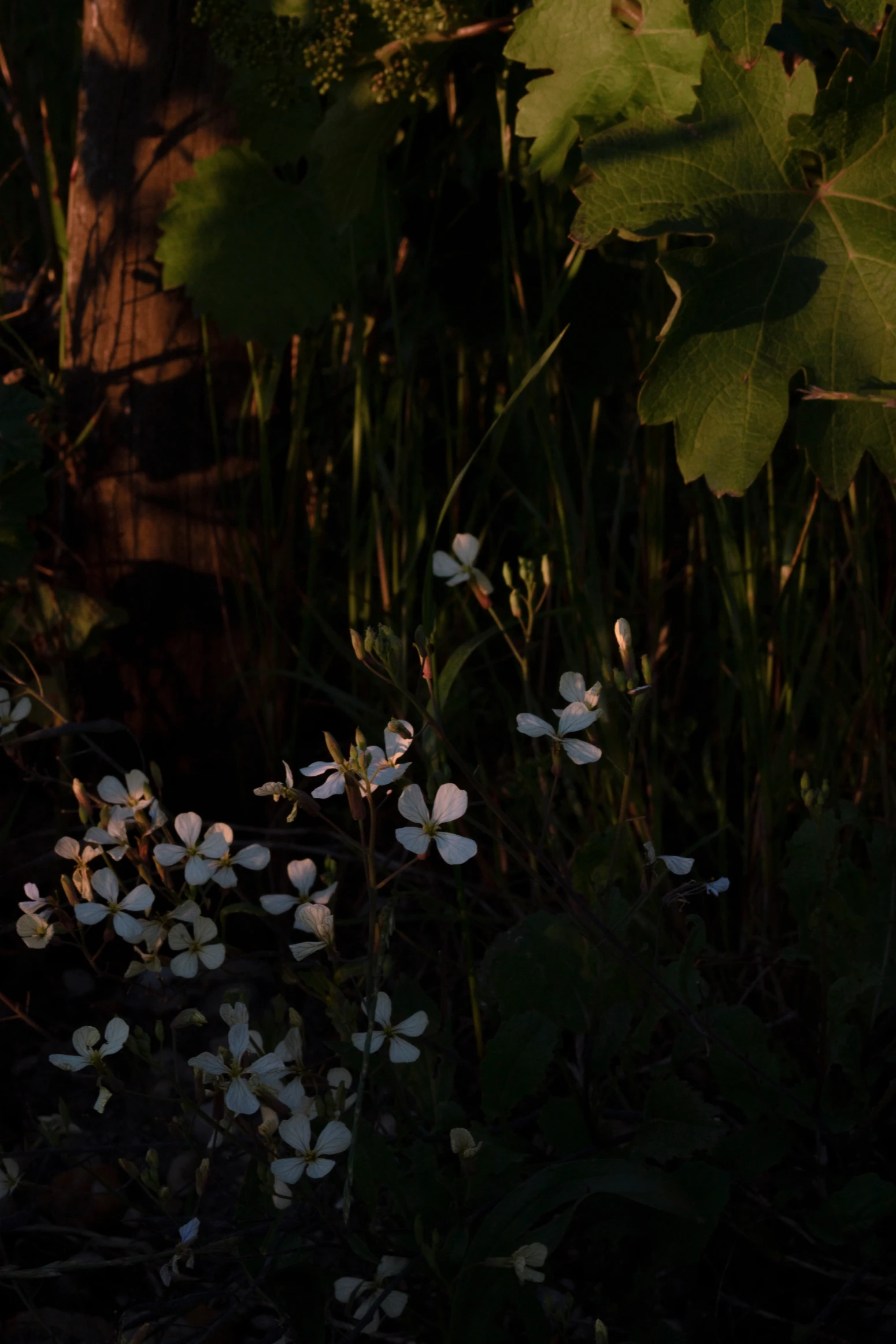Des fleurs blanches et des couverts végétaux poussent au pied des vignes de Château Palmer.