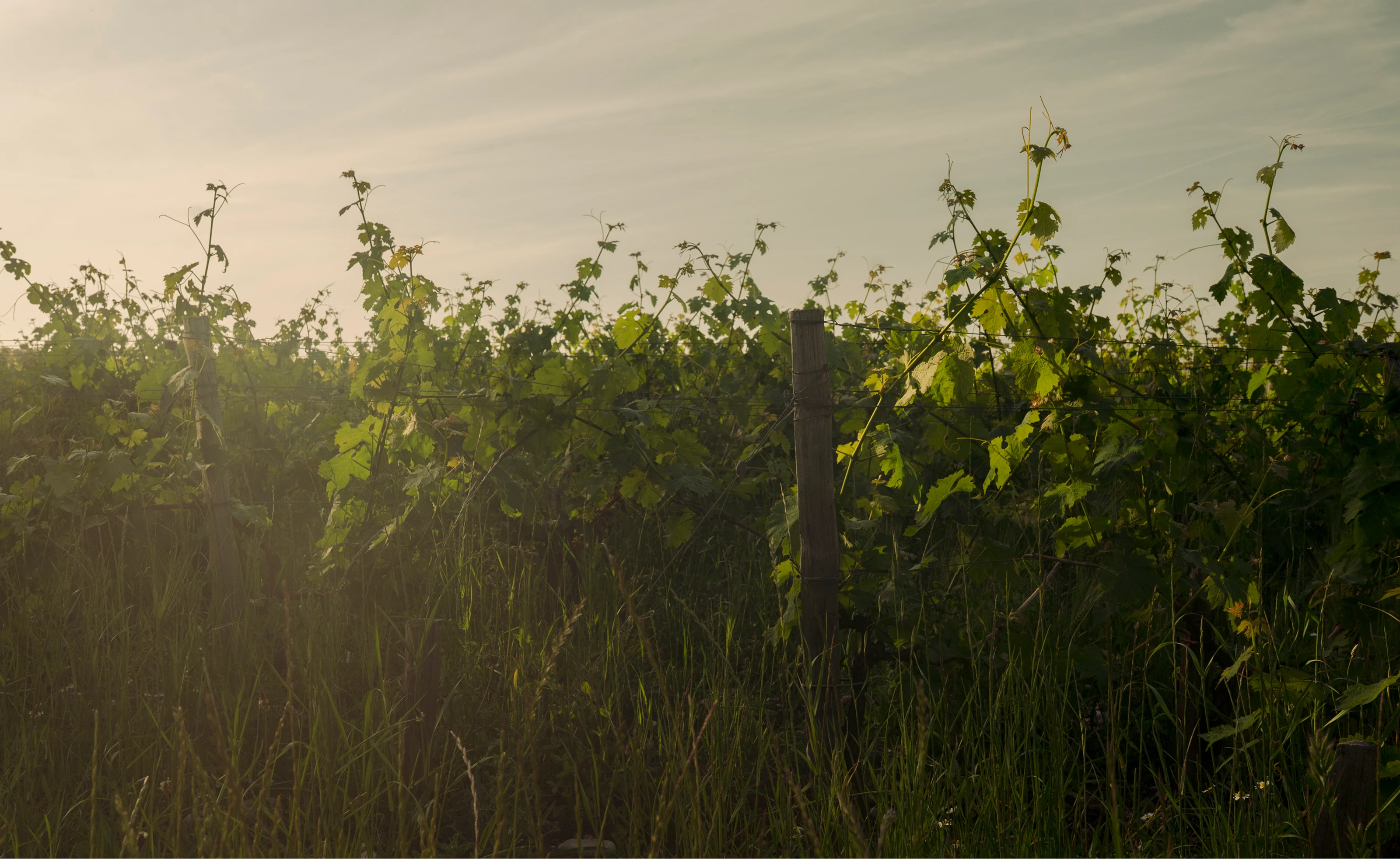 Des couverts végétaux poussent sous les rangs de vigne de Château Palmer, éclairés par le soleil.